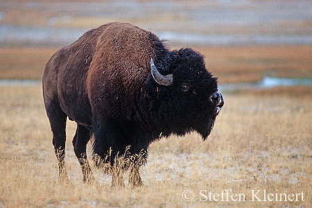 001 Amerikanischer Bison - Buffalo